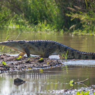 Lake Chamo - Nile crocodile
